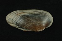 藏品(石蚌)的圖片